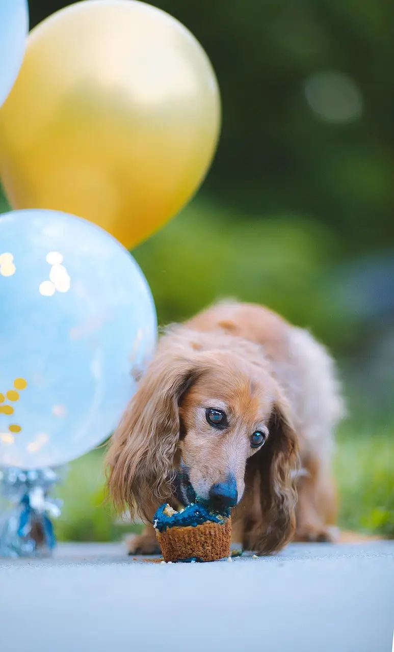 dachshund, eating, happy birthday, bite, party, celebration, senior, cupcake, balloons, nature, dog, pet, animal, domestic, canine, mammal